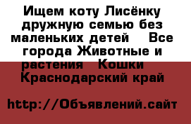 Ищем коту Лисёнку дружную семью без маленьких детей  - Все города Животные и растения » Кошки   . Краснодарский край